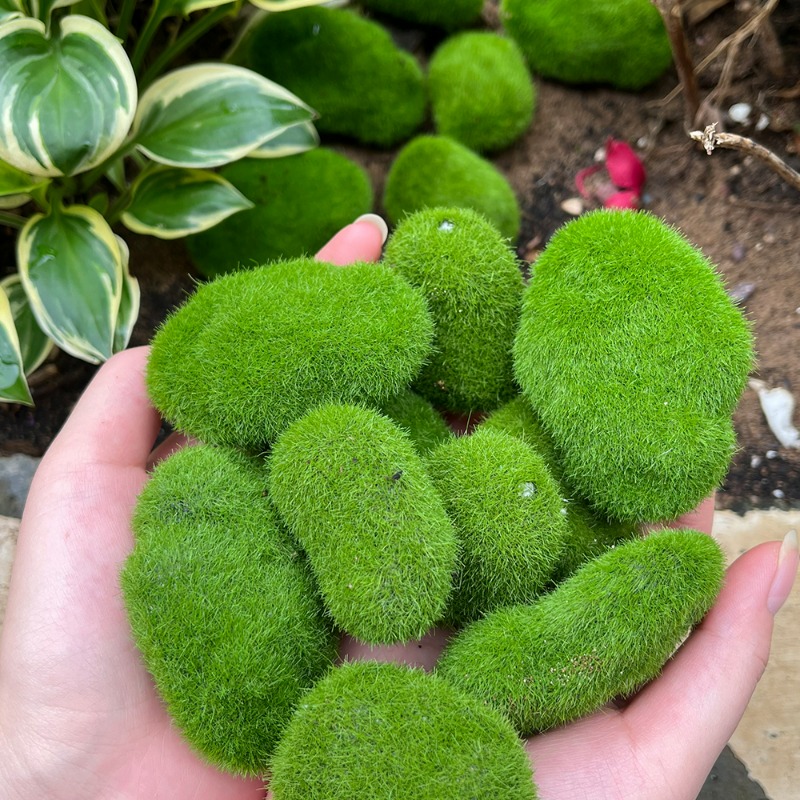 50/5PCS Artificial Foam Moss R - đánh giá và giá Terrarium Moss Art